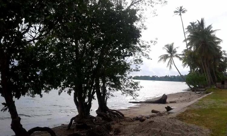 Pepohonan di sepanjang pesisir pantai Pepohonan di sepanjang pesisir pantai