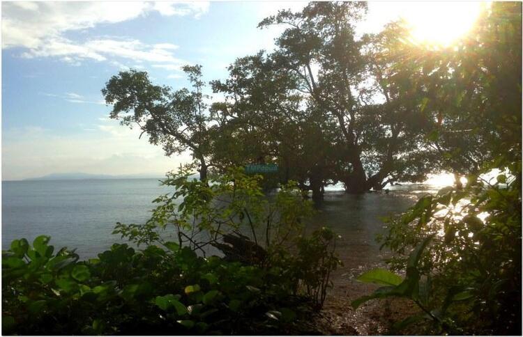Pepohonan di pantai Pepohonan di pantai